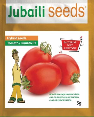 Tomato Jumato F1 Hybrid Seeds (Jubaili) | 5g from HTS Farms