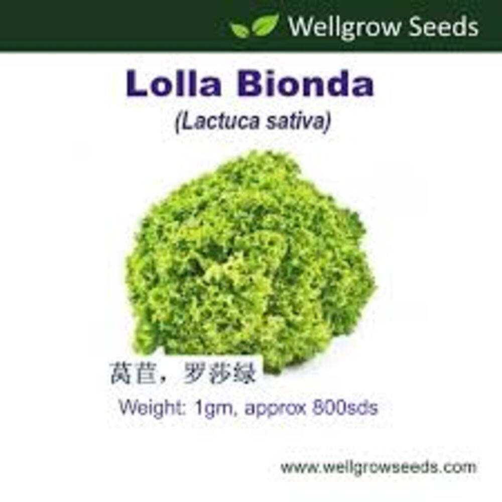 Lettuce Lolla Bionda (Lactuca Sativa) | 1g (800 Seeds) - Image 2