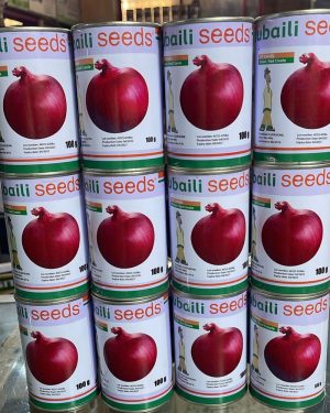 Onion Red Creole Seeds (Jubaili) | 100g from HTS Farms