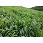 Brachiaria Mulato II (splits) Grass | Per Bag from HTS Farms