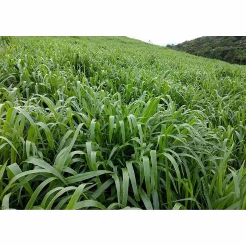 Brachiaria Mulato II (splits) Grass | Per Bag