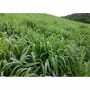 Brachiaria Mulato II (splits) Grass | Per Bag from HTS Farms