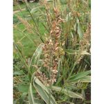 Forage Sorghum | 1kg (MOQ: 5kg) from HTS Farms