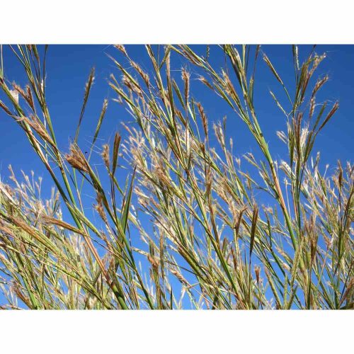 Gamba (Andropogon gayanus) Grass Seeds | 1kg (MOQ: 5kg)