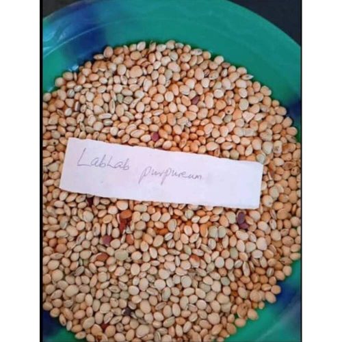 Lablab (Lablab purpureus) Forage Seeds | 1kg (MOQ: 5kg)