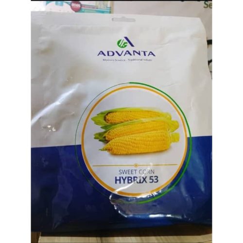Sweet Corn Seed Hybrix 53 (Advanta) | 250g (MOQ:2)