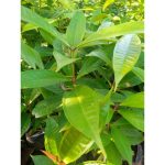 Apple Seedlings from HTS Farms