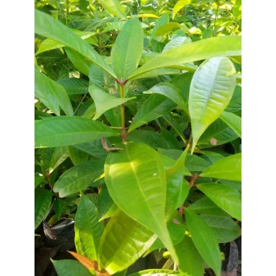 Apple Seedlings