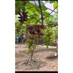 Lady Finger Hybrid Grape Seedlings