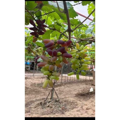 Lady Finger Hybrid Grape Seedlings