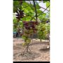Lady Finger Hybrid Grape Seedlings