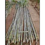Juncao Grass | Per Bag Contains 1000 Cuttings 