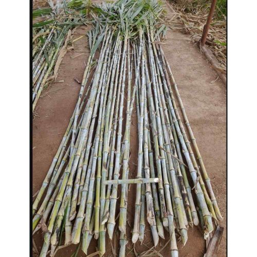 Juncao Grass | Per Bag Contains 1000 Cuttings 