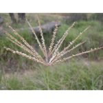 Rhodes (Chloris gayana) Grass Seeds | 1kg (MOQ: 5kg)