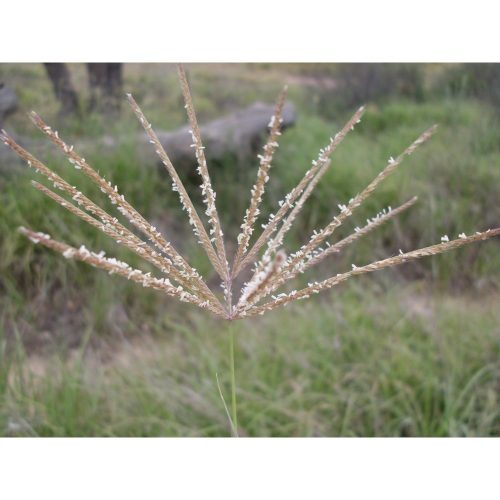Rhodes (Chloris gayana) Grass Seeds | 1kg (MOQ: 5kg)