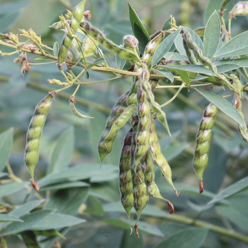 Pigeon Pea (Cajanus Cajan) Seeds | 1kg (MOQ: 5kg)