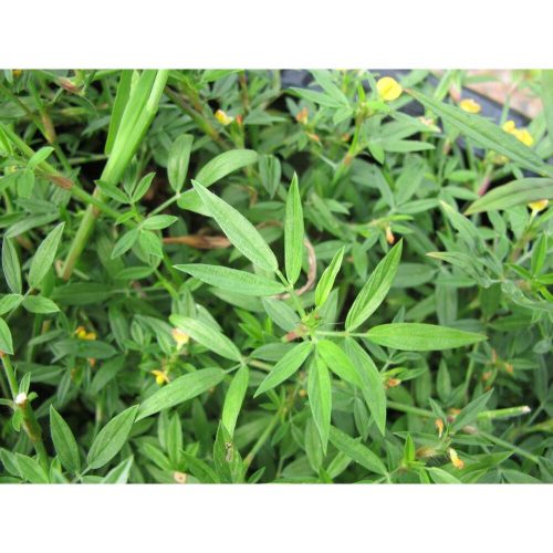 Stylo (Stylosanthes Spp) Seeds | 1kg (MOQ: 5kg)