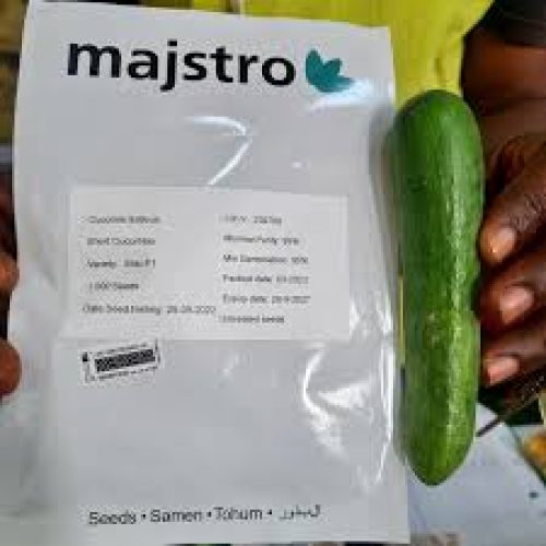 Mas Majstro F1 Cucumber Hybrid Seeds | 1000 Seeds