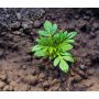 Marigold Plant Seedling from HTS Farms