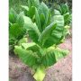 Tobacco Plant Seedling