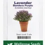 Wellgrow Lavender (Lavandula Stoechas) | 25 seeds