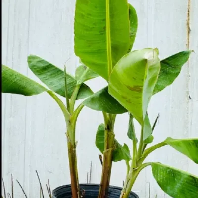 Cavendish Banana Sucker