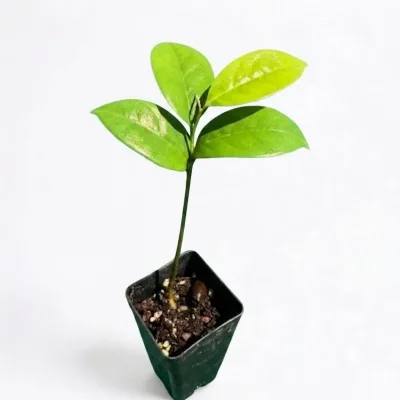 Soursop Seedling