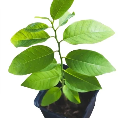Sugar Apple Seedling