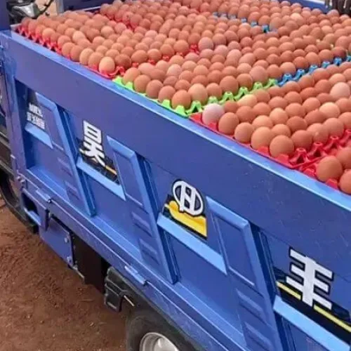 Vanke Cage Farm Delivery Tricycle