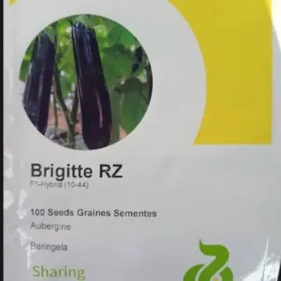 Brigitte RZ F1 Aubergine Seed | 10-44