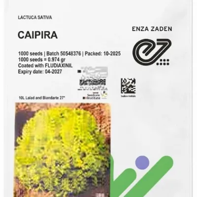 Lettuce Caipira Batavia | 1000 Seeds
