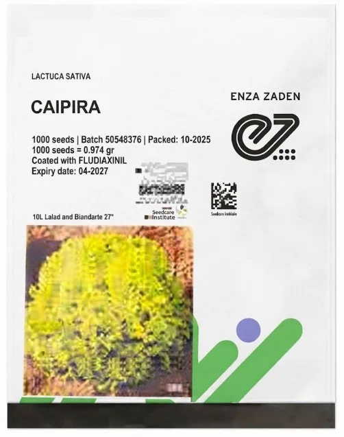 Lettuce Caipira Batavia | 1000 Seeds