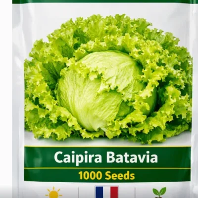 Lettuce Caipira Batavia | 1000 Seeds