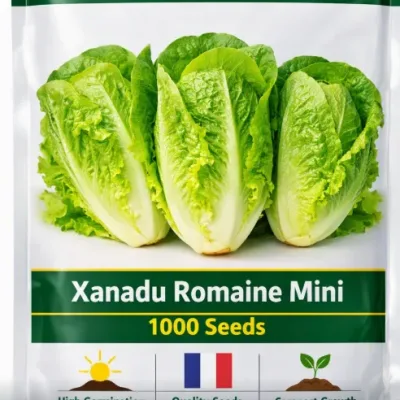 Lettuce Xanadu Romaine Mini | 1000 Seeds