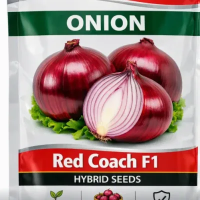 Onion Red Coach F1 | 25,000 Seeds