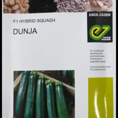 Squash Dunja F1 | Zucchini Seed | 1000 Seeds