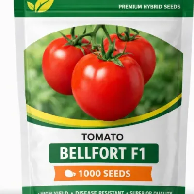 Tomato Bellfort F1 | 1000 Seeds