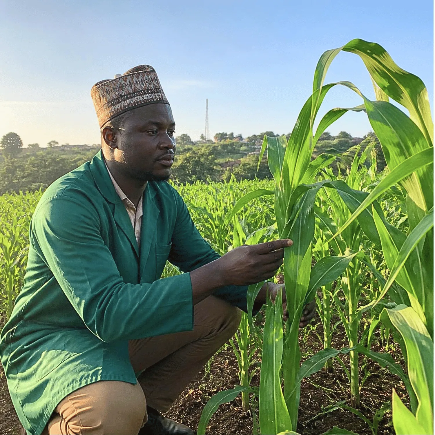 Nigerian farmer inspecting healthy green maize crop in a farm