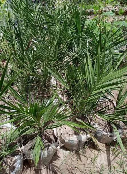 Date Palm Seedlings