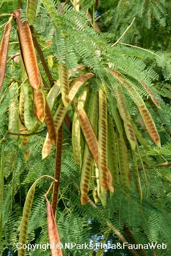 Leucaena Grass (Leucaena leucocephala) | 3kg - Image 3