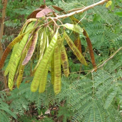 Leucaena Grass (Leucaena leucocephala) | 1kg (MOQ: 5kg)