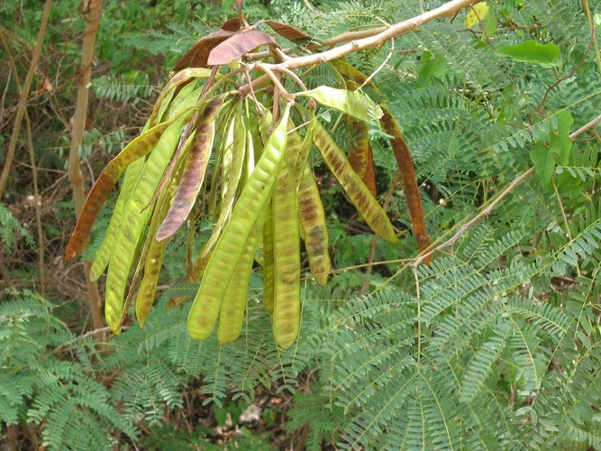 Leucaena Grass (Leucaena leucocephala) | 3kg