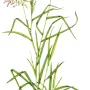 Mombasa Grass Seed | Megathyrsus maximus | 3kg