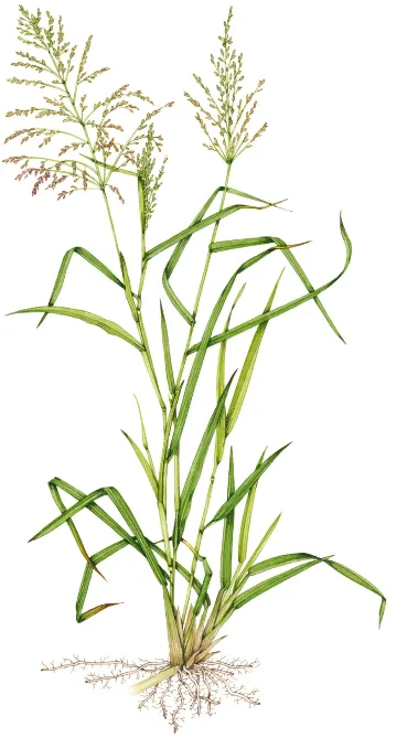 Mombasa Grass Seed | Megathyrsus maximus | 3kg