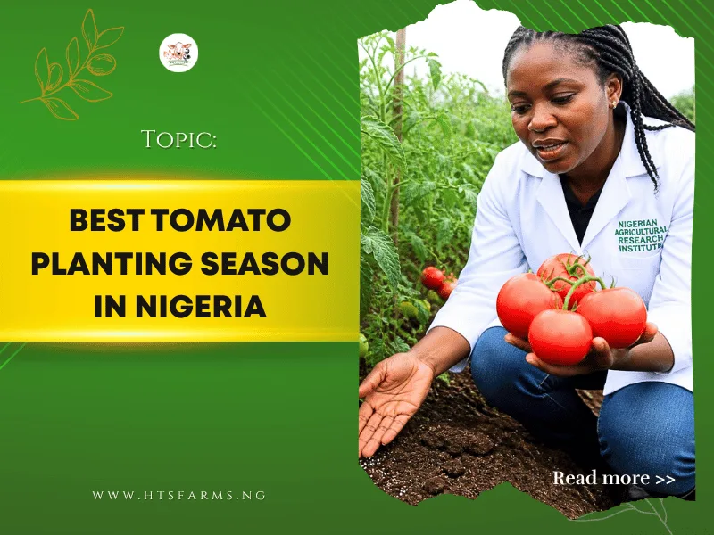 Best Tomato Planting Season in Nigeria: Complete Month-by-Month Guide