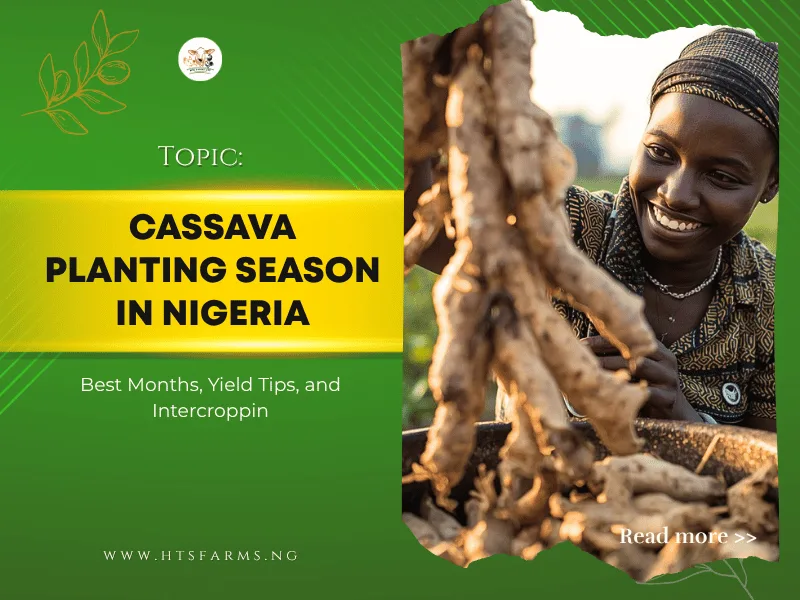 Cassava Planting Season in Nigeria: Best Months, Yield Tips, and Intercropping