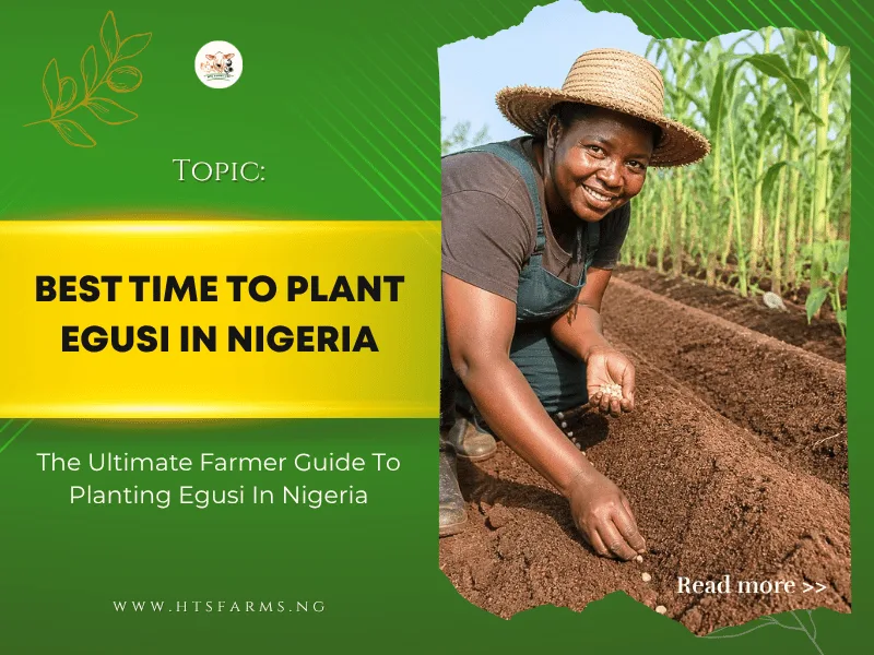 Egusi Planting Season in Nigeria