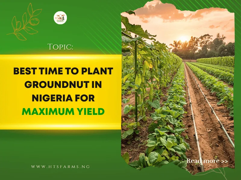 Best Time to Plant Groundnut in Nigeria for Maximum Yield