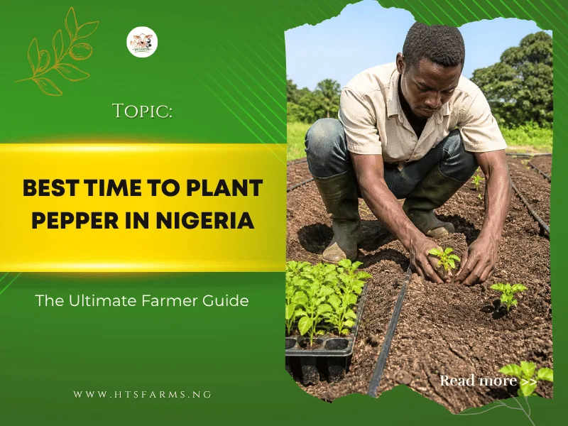 Best Time to Plant Pepper in Nigeria: The Ultimate Farmer Guide