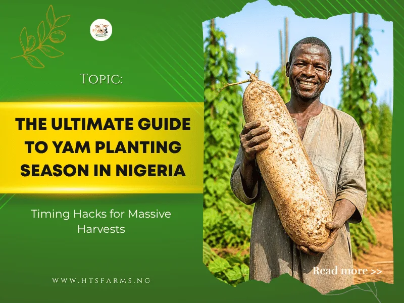 The Ultimate Guide to Yam Planting Season in Nigeria: Timing Hacks for Massive Harvests